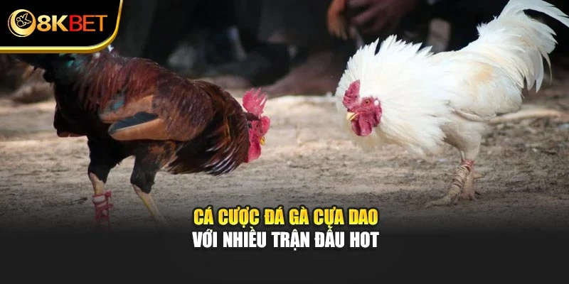 Cá cược đá gà cựa dao với nhiều trận đấu hot