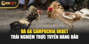 Đá Gà Campuchia 8KBET - Trải Nghiệm Trực Tuyến Hàng Đầu