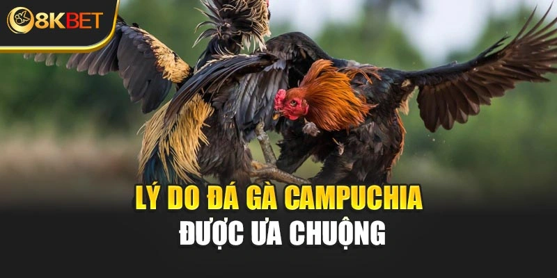 Lý do đá gà Campuchia được ưa chuộng