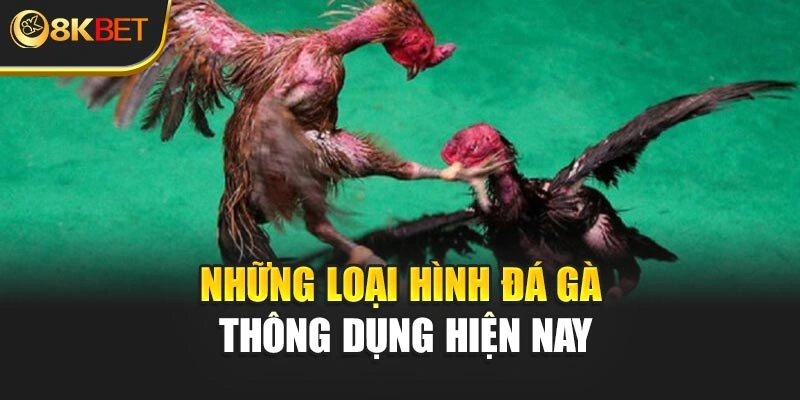 Những loại hình đá gà thông dụng hiện nay