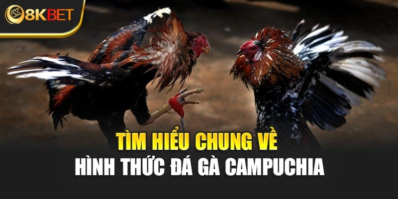Tìm hiểu chung về hình thức đá gà Campuchia tại 8KBET