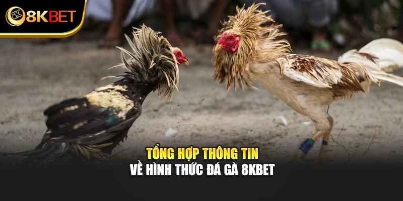 Tổng hợp thông tin về hình thức đá gà 8KBET
